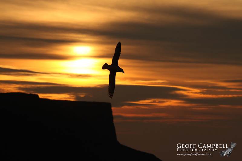Fulmar in the Sunset
