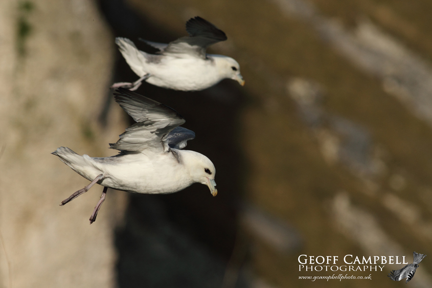 Fulmars Hanging on the Wind