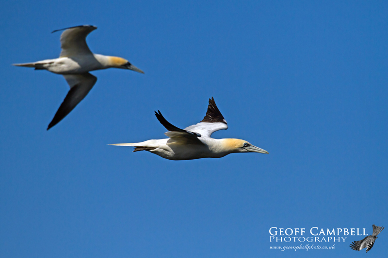Passing Gannets