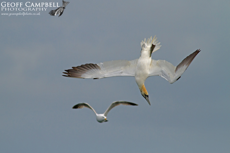 Gannet and Gull
