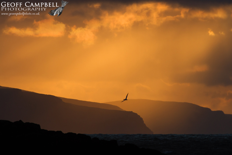 Gannet in a North Antrim Sunset