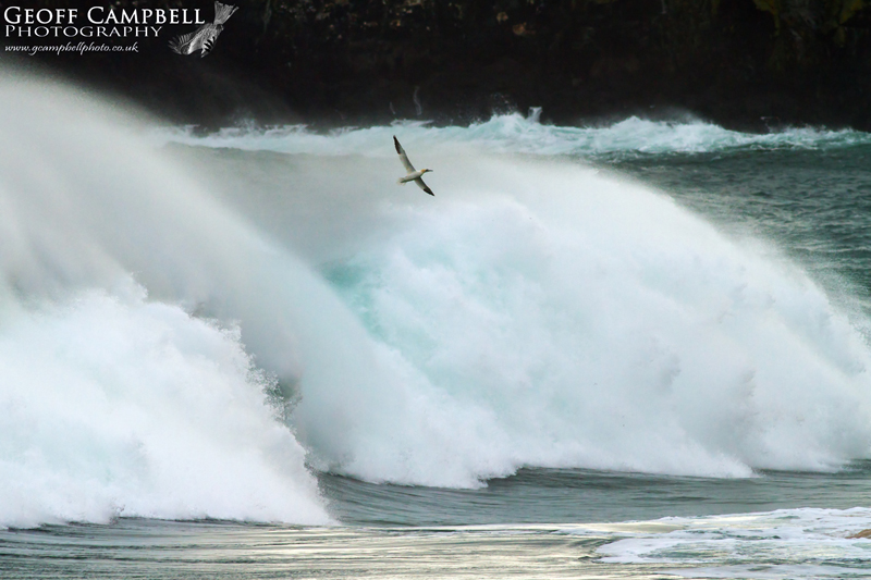 Gannet in a Storm