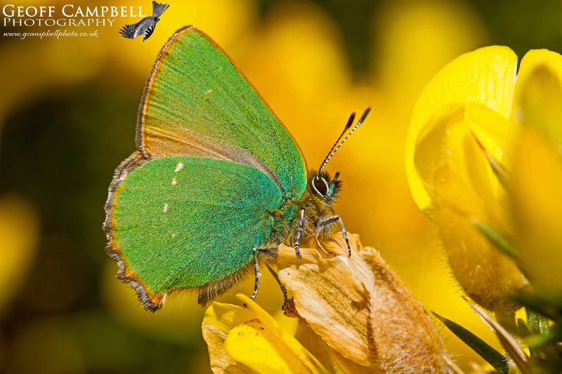Green Hairstreak