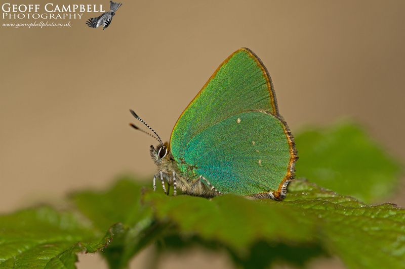 Green Hairstreak