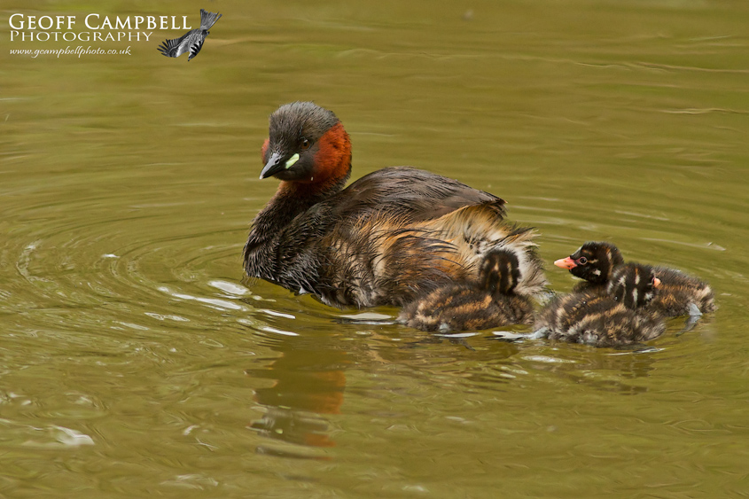 Little Grebe Family