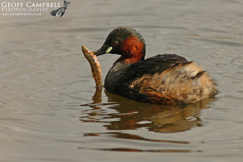 Little Grebe with Fish