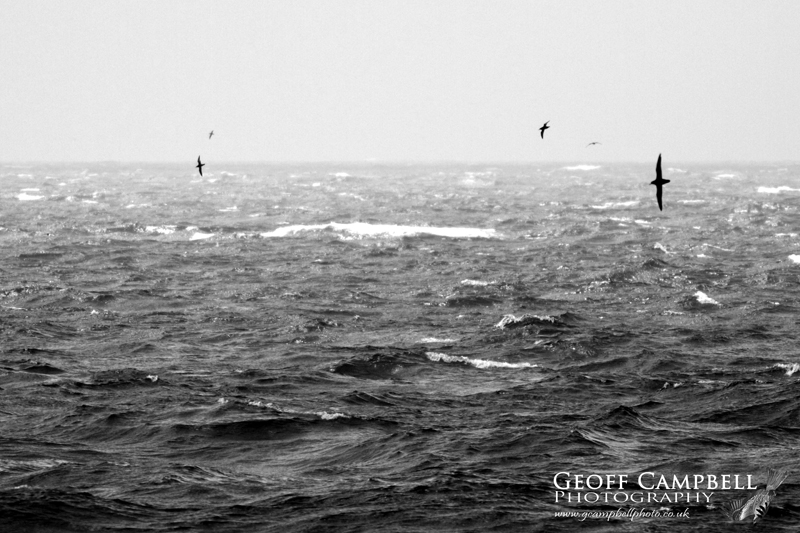 Manx Shearwaters
