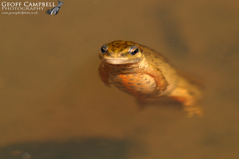 SmoothNewt - Female