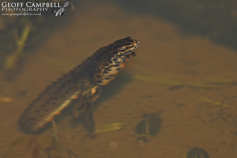 Smooth Newt Surfacing