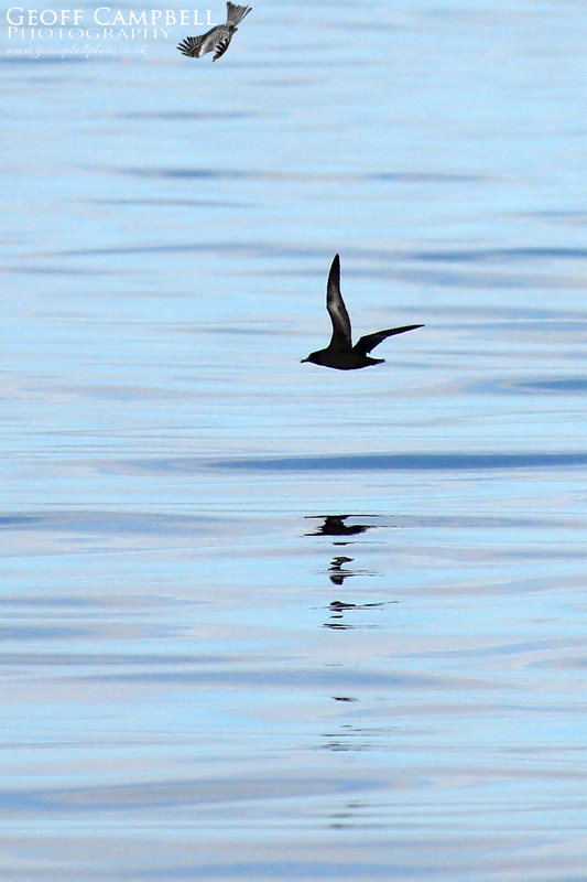Sooty Shearwater