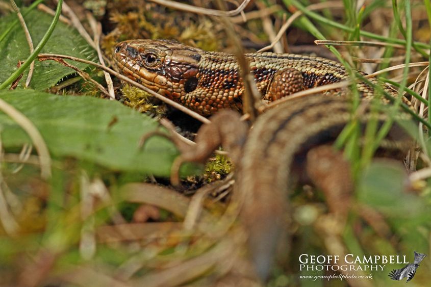 Viviparous Lizard in its habitat