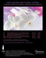 Fine Art Orchid Photography on display