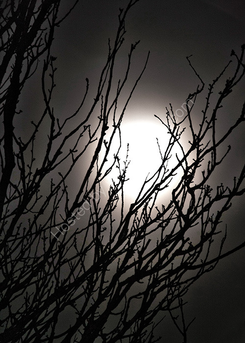 Bad Moon Rising