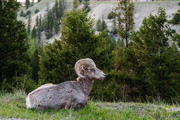Bighorn Sheep.