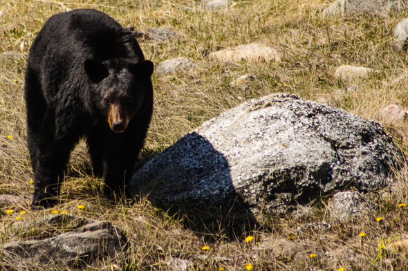 Black Bear-.