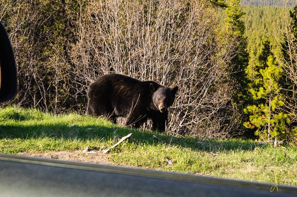 Black Bear.