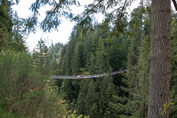 Capilano Bridge.