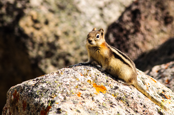 Chipmunk.