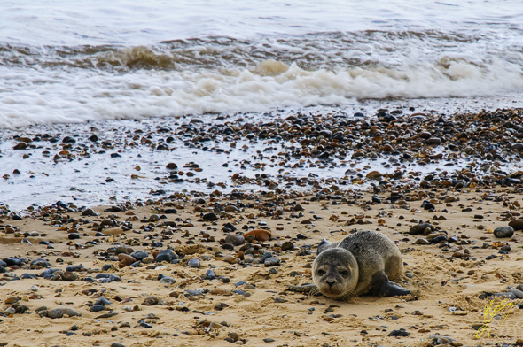 Common Seal.