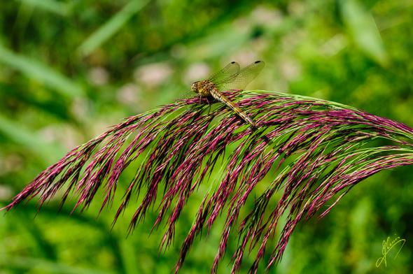 Dragonfly on Grass.