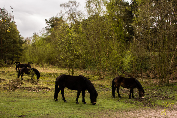 Exmoor Ponies.