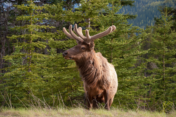 Elk.