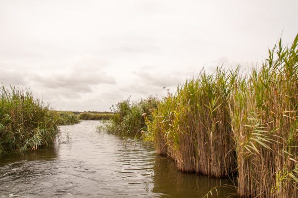 Hickling Broad from Boat.