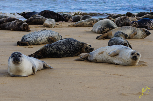 Common Seals.