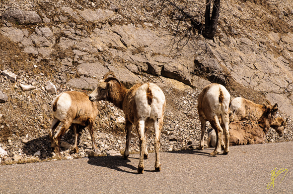 Mountain Goats.