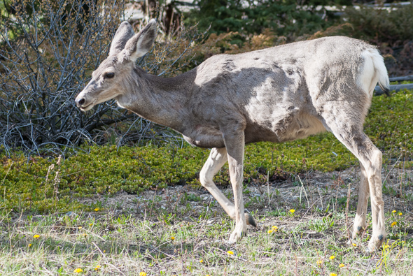 Mule Deer.