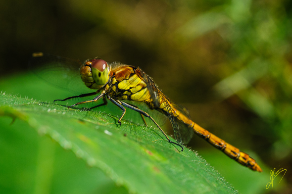 Norfolk Hawker.