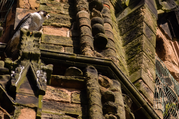 Peregrine Falcon on Lichfield Cathedral.