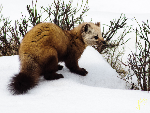 Pine Marten.