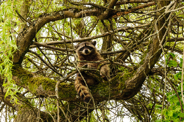 Racoon.