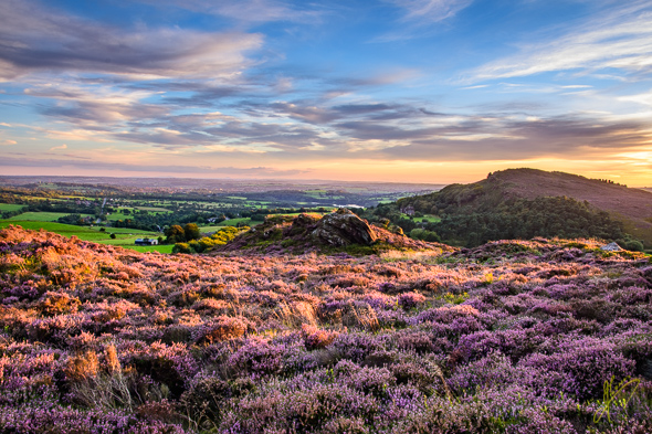 Evening Light on the Heather, at Ramshaw Rocks.