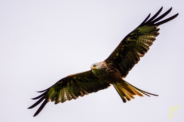 Red Kite, Gigrin Farm.