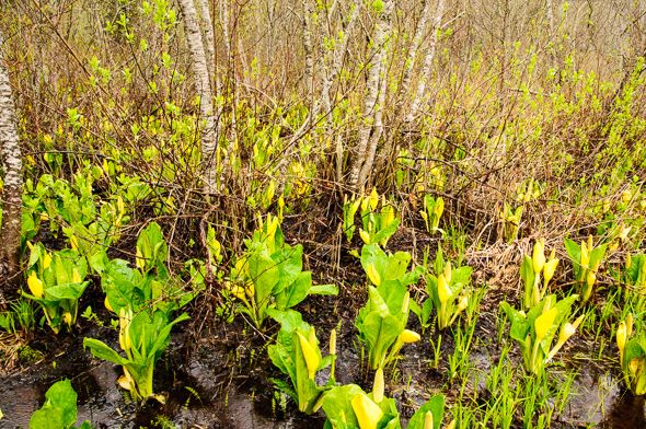 Skunk Cabbage Trail.