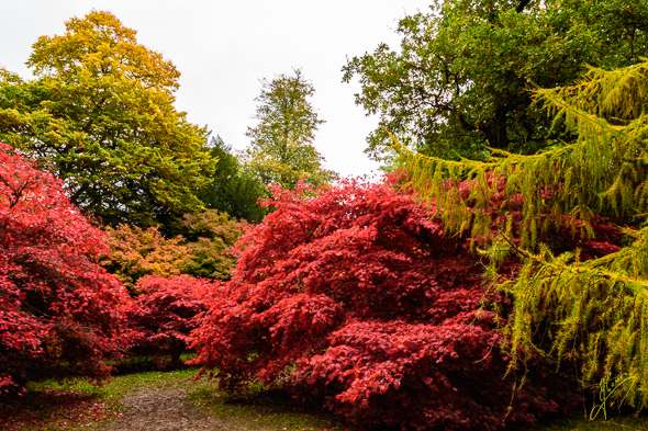Westonbirt Arboretum.