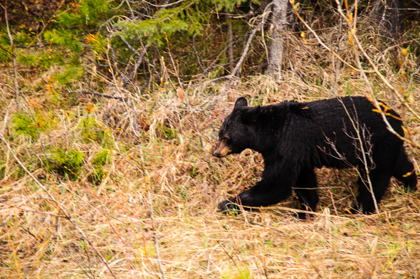 Young Black Bear.