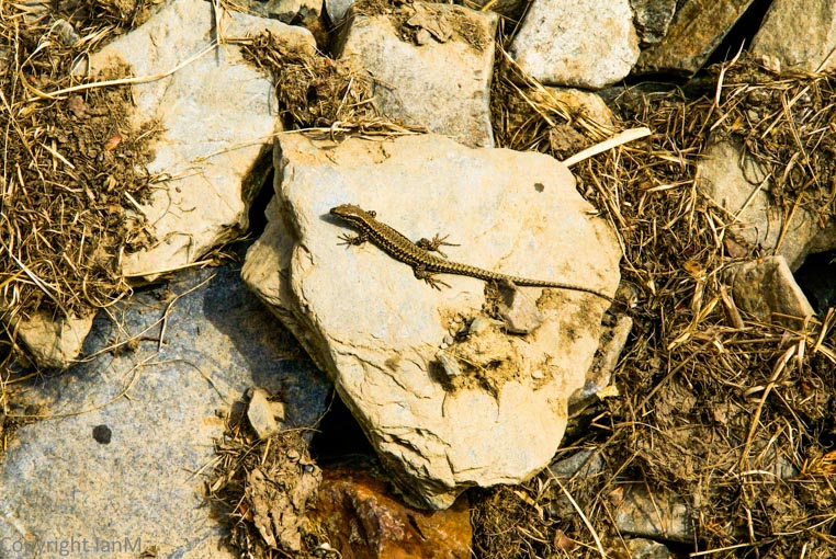 ianimages landscapes and wildlife by ian mccoll wall lizard