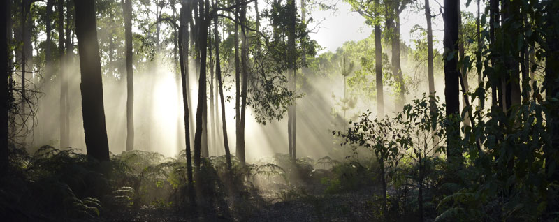 Enchanted forest