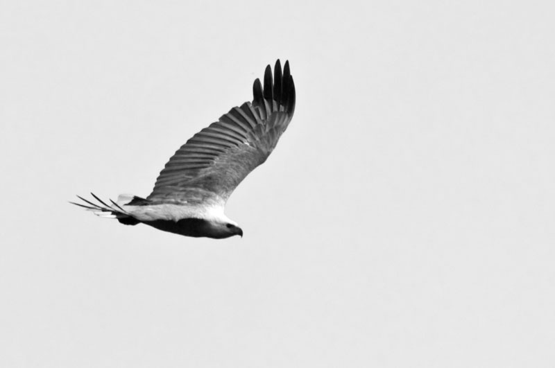 white bellied sea eagle