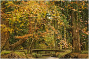 Bridge at Rhinefield