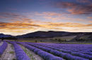 Before dawn in the lavender of Provence, near Sault, France