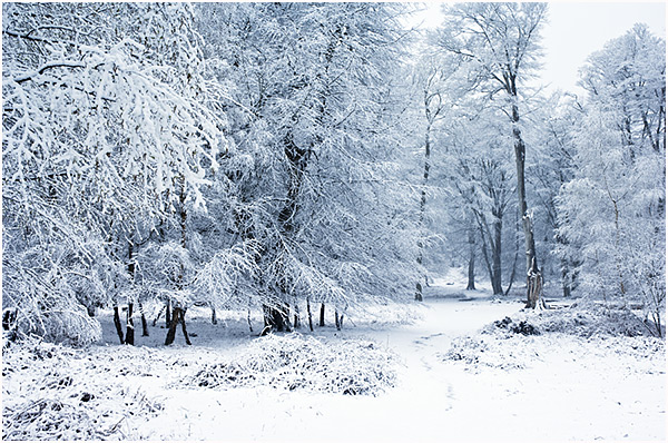 Bolderwood snow