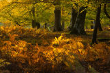 Church Moor, New Forest