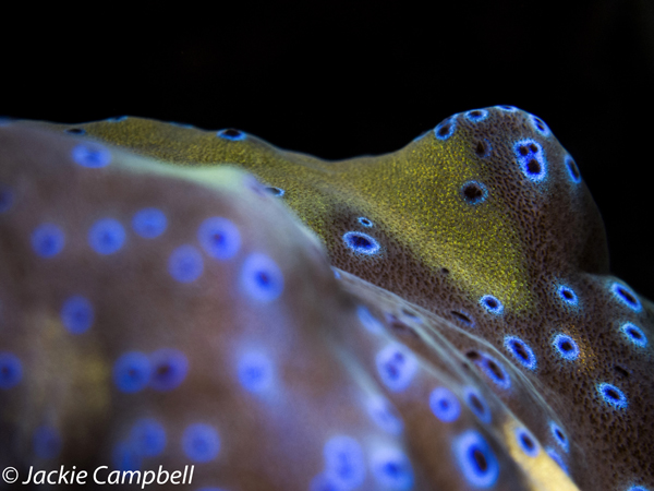 Giant Clam detail, Raja Ampat, Indonesia