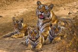 AUGUST 2016 - FAREWELL TO MACHLI, QUEEN OF TIGERS 1997 - 2016