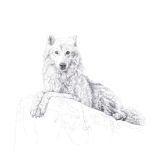 OCTOBER 2013 - BIRO DRAWING OF ATKA