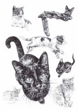 MARCH 2015 - CATS OF PAXOS